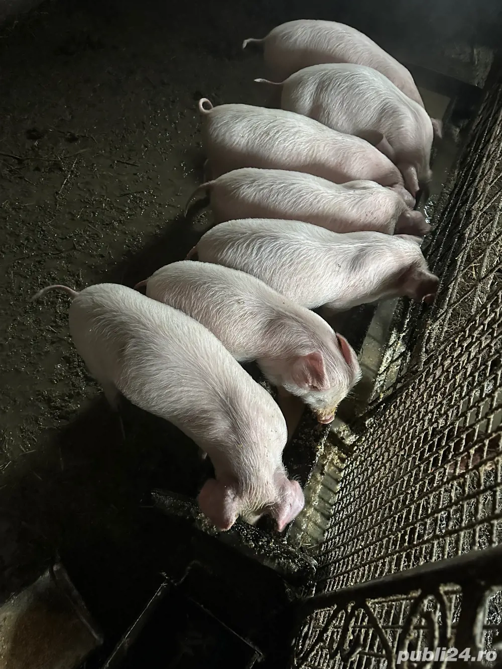 purcei de 8 saptamani 