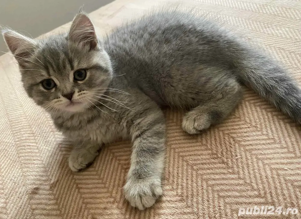 british shorthair silver 