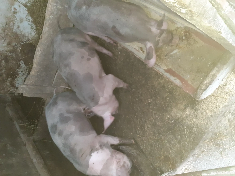 Scrofite disponibile