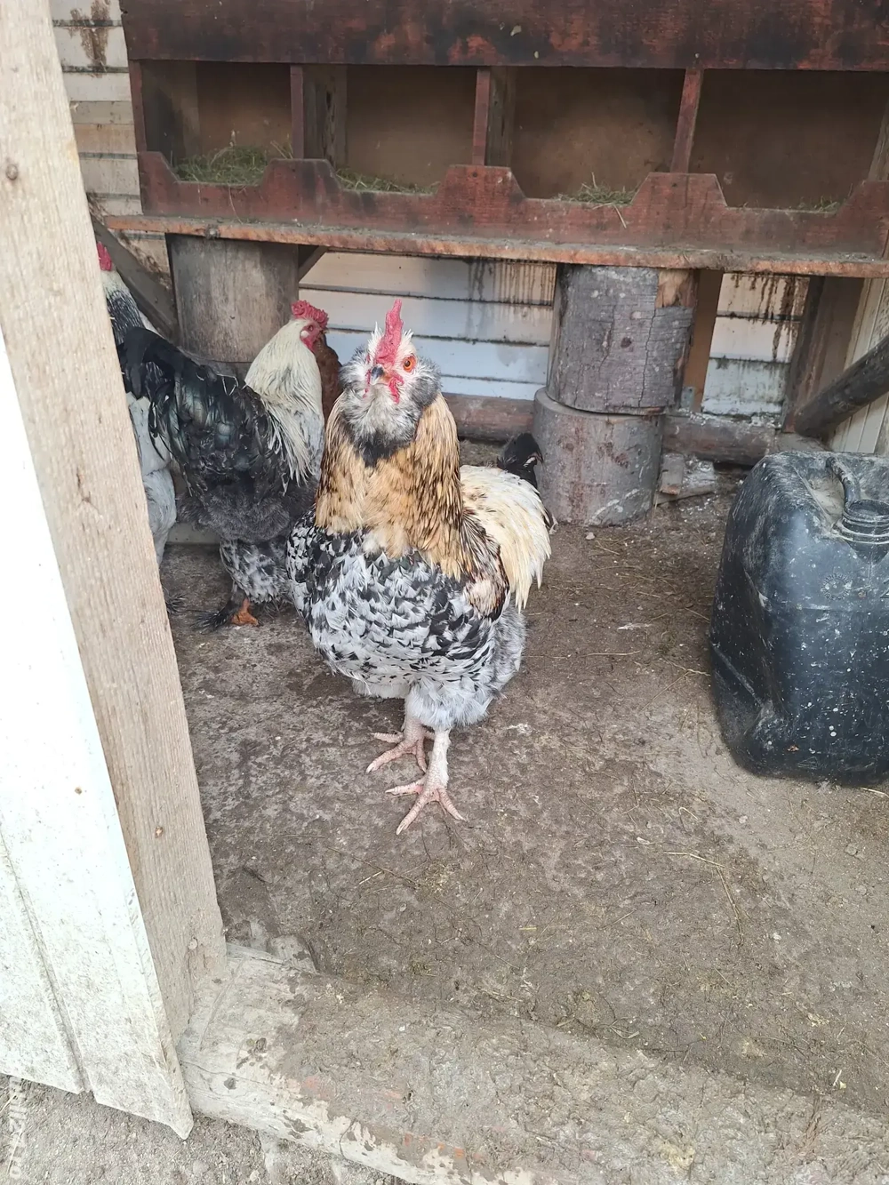 Cocoși de vanzare .