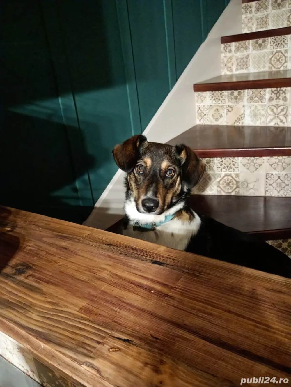 Catel spre adoptie vaccinat si deparazitat la zi 