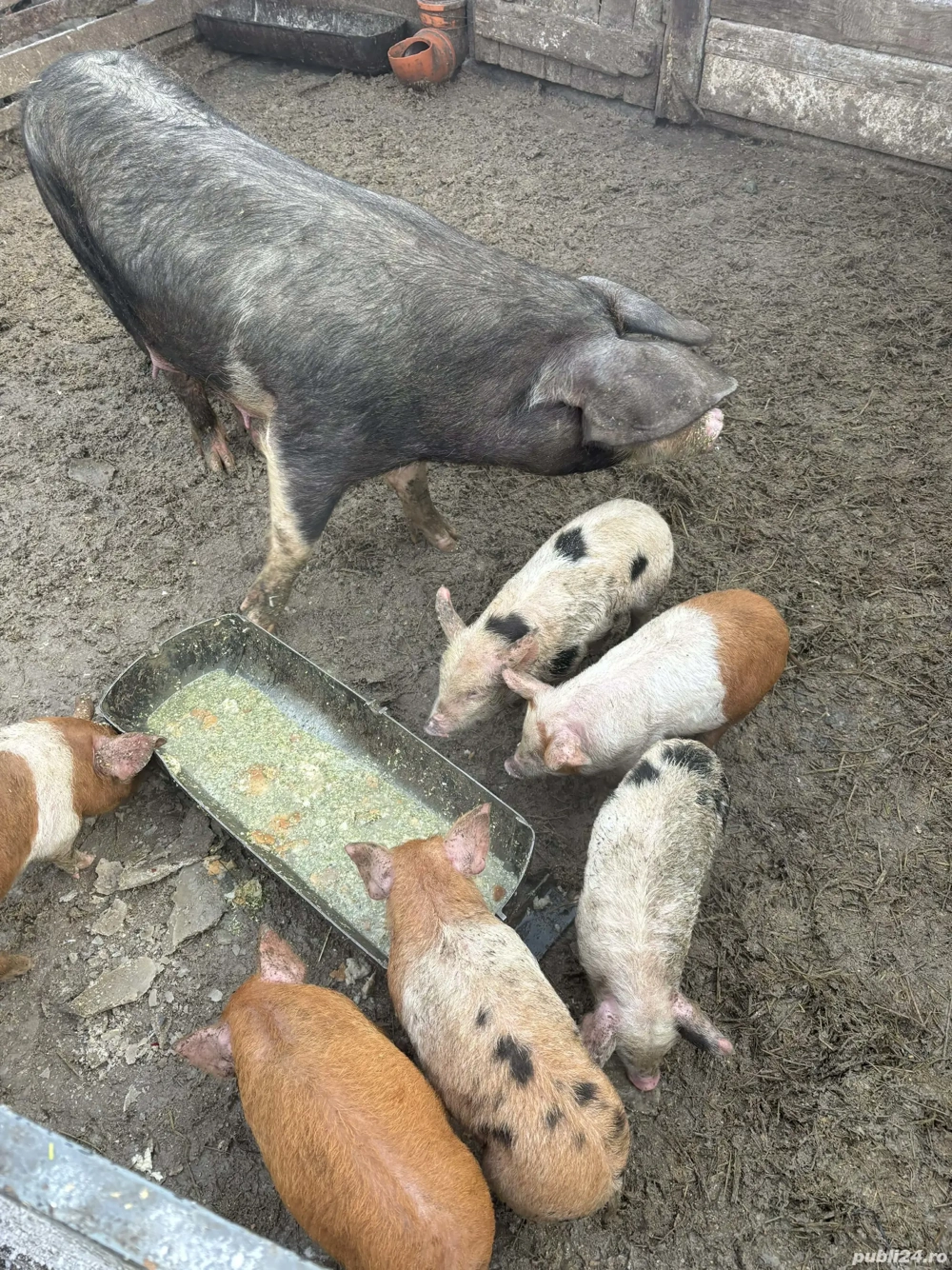 Vând scroafă duroc cu 6 purcei duroc +mangalita