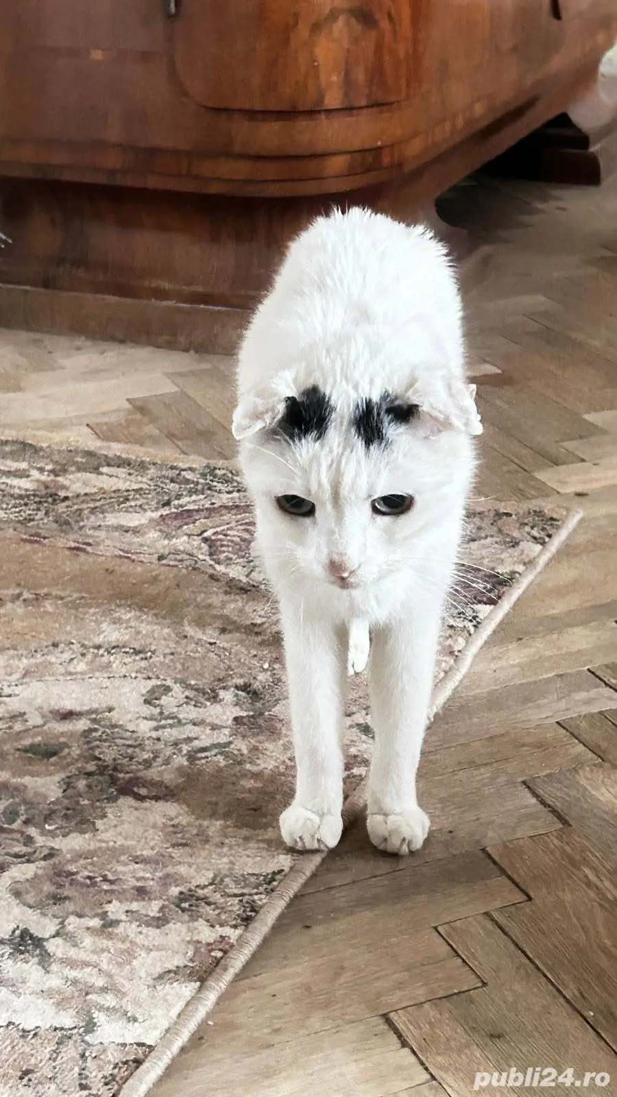 Salvare doua pisici care urmeaza a fi scoase in strada