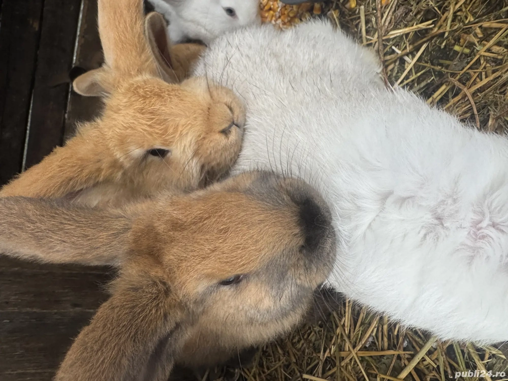 Iepurași uriaș german 