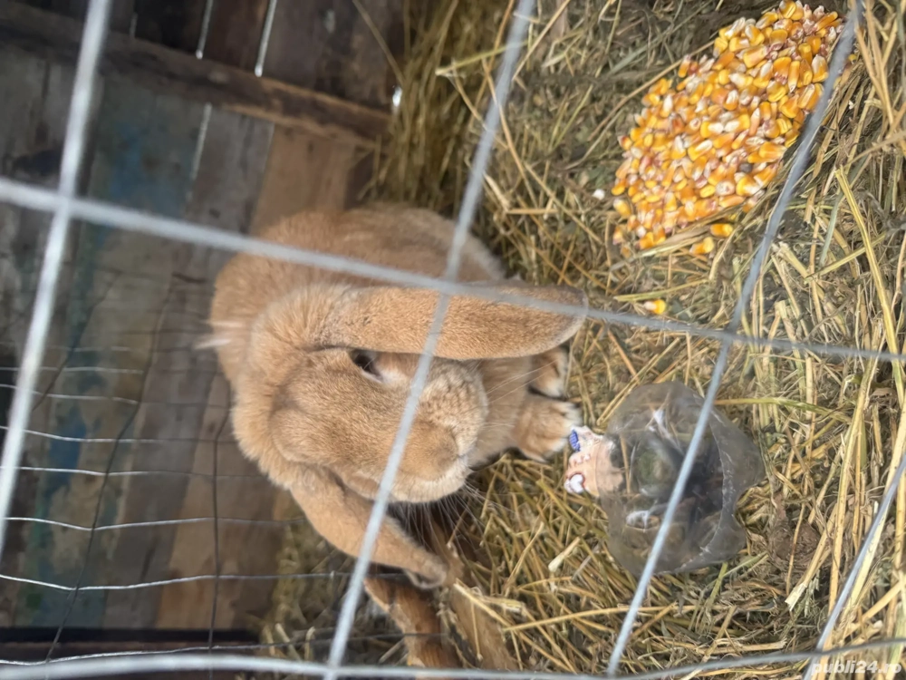 Iepurași uriaș german