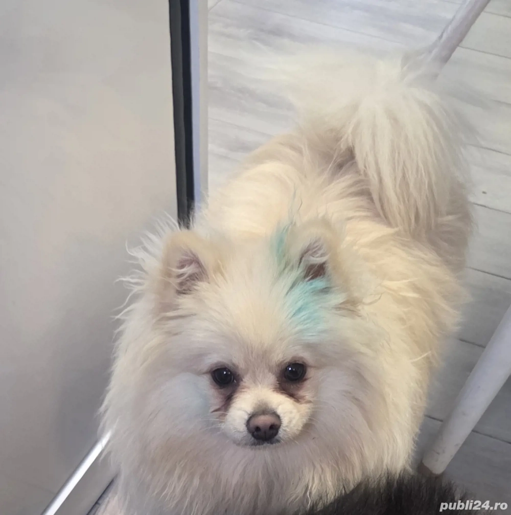 pomeranian alb crem mascul