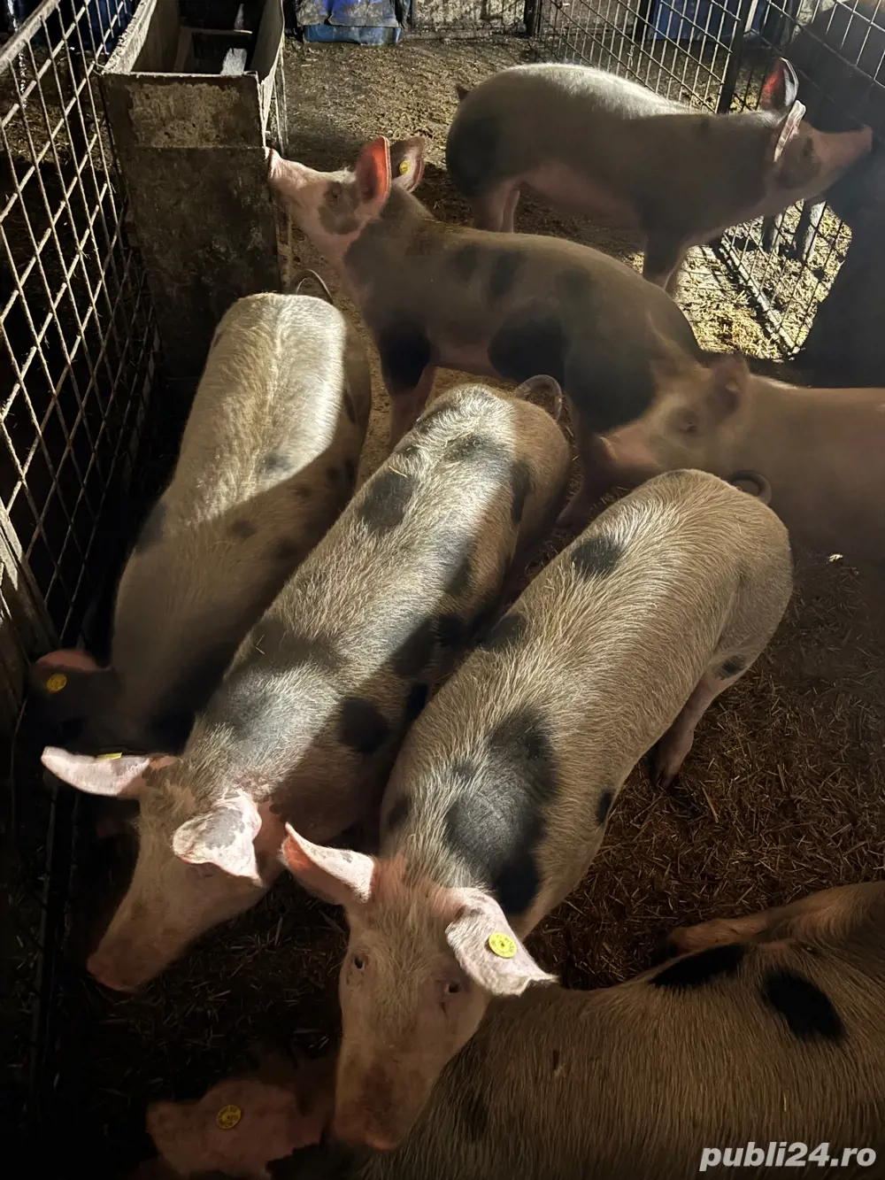 suldei de 70 80kg de vanzare