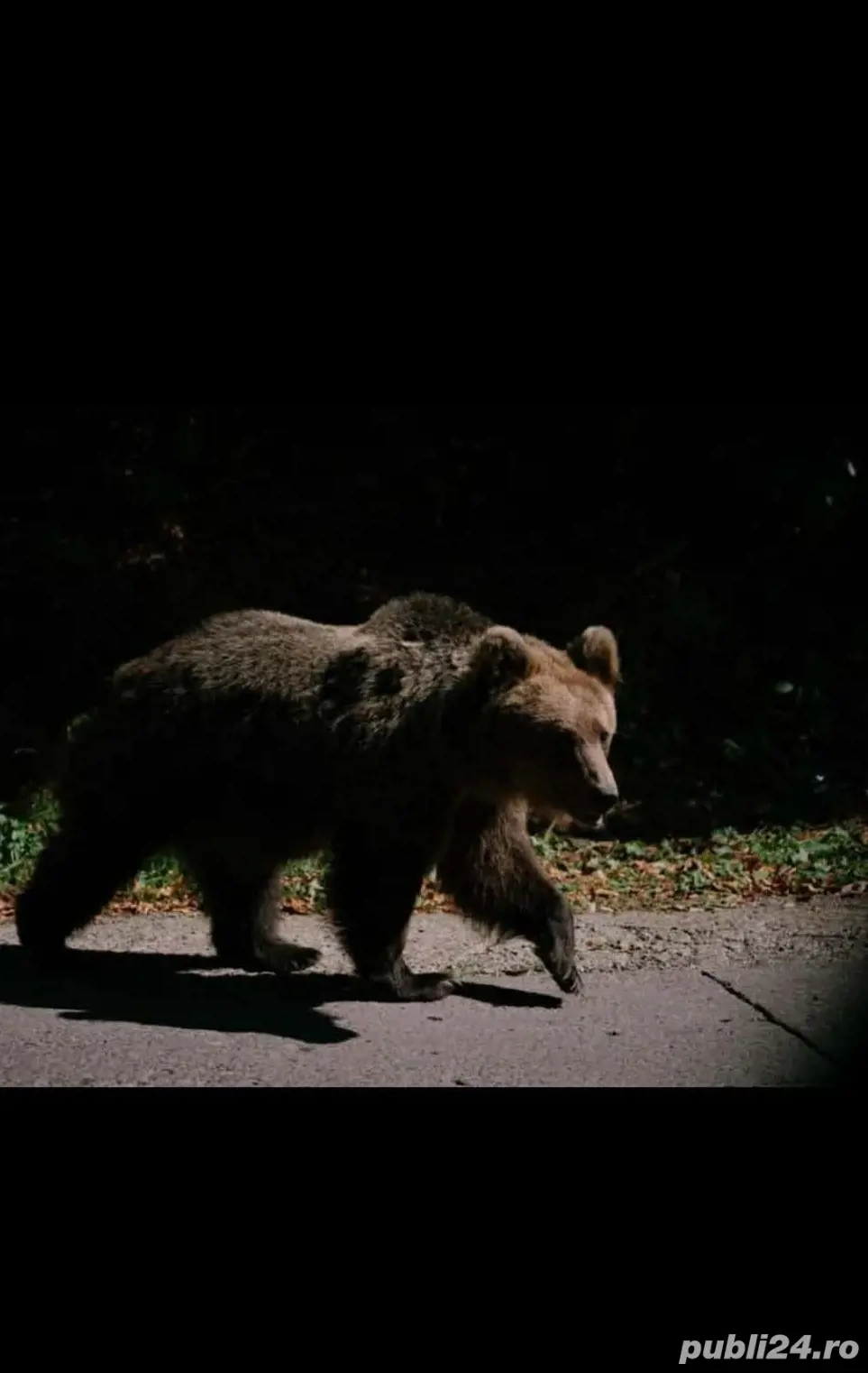 salbatic in toată firea