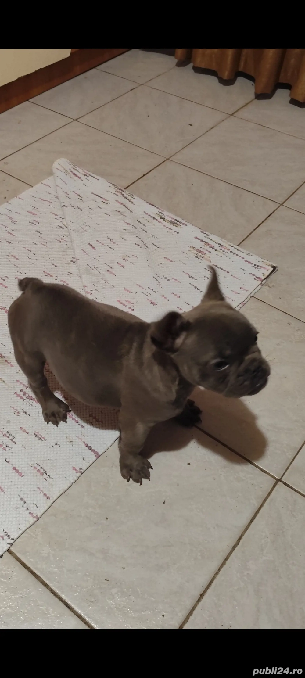 Bulldog Francez Microcip Oradea