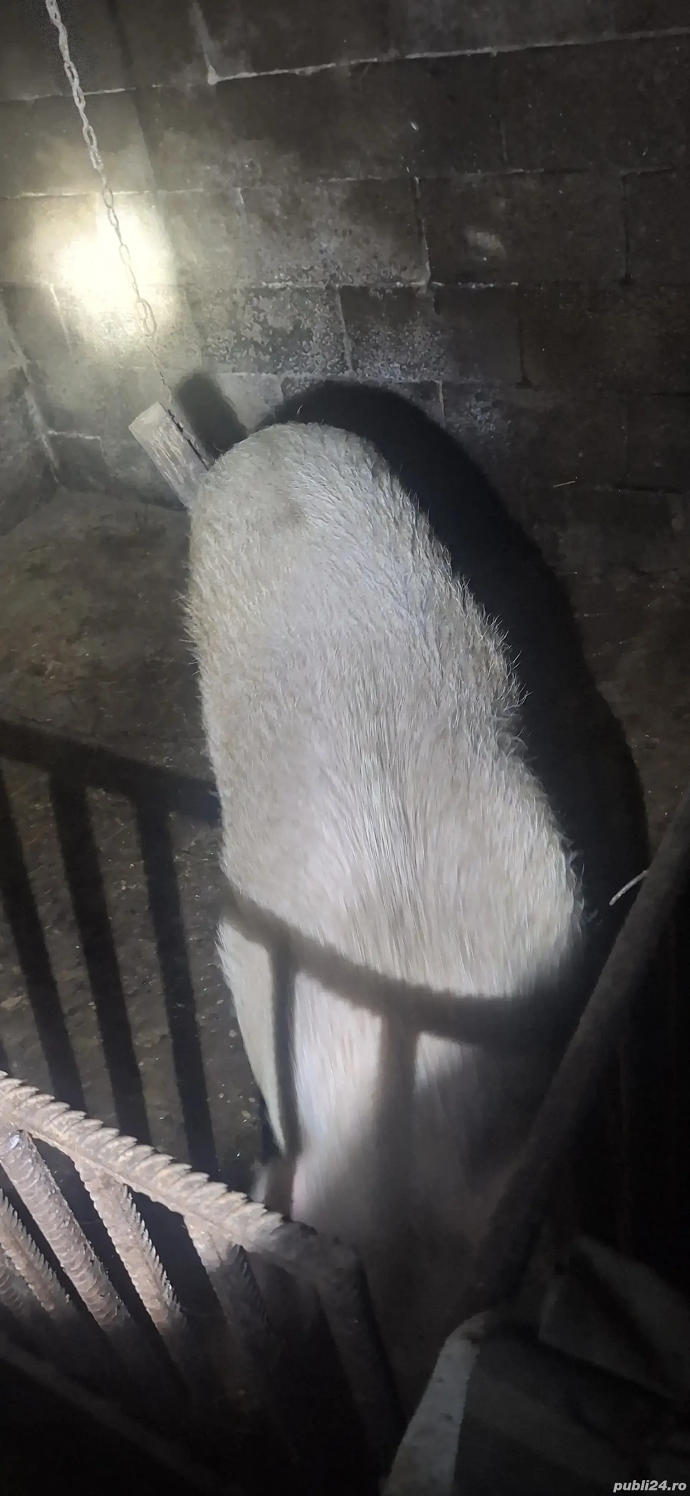 VĂND Scroafă 120 kg +-