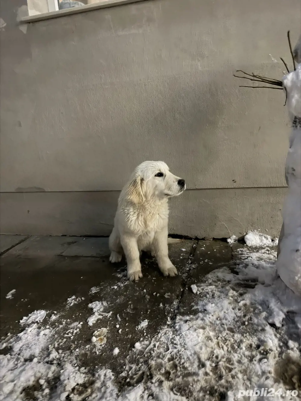 Vând pui Golden Retriever, vaccinați și cu carnet de sănătate!