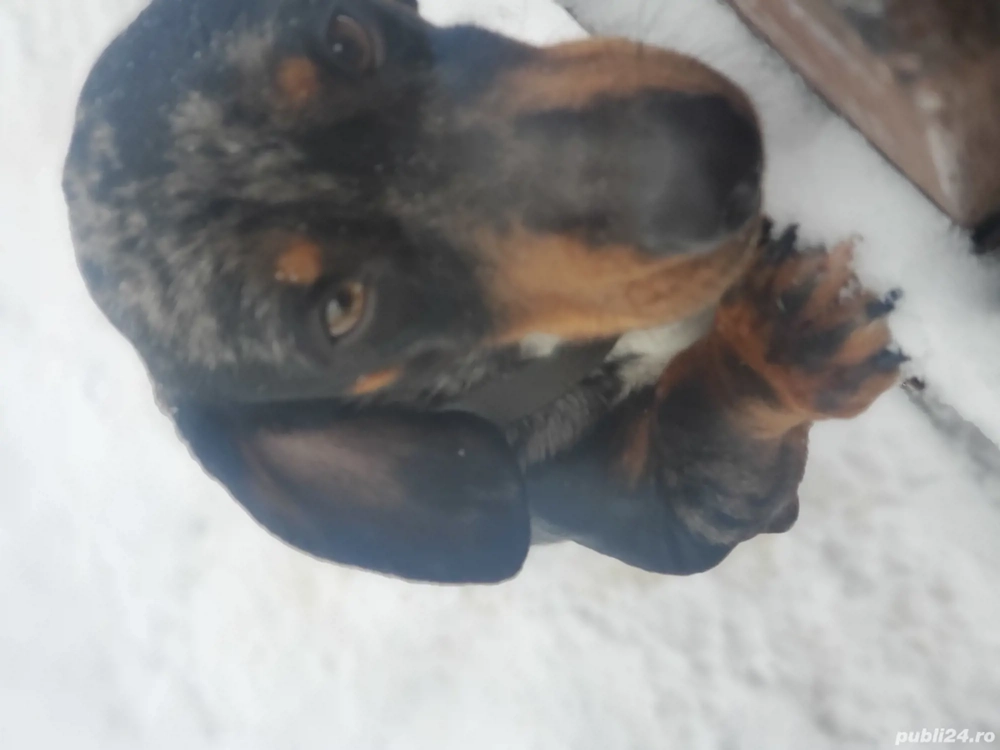 Mascul teckel arlequin 