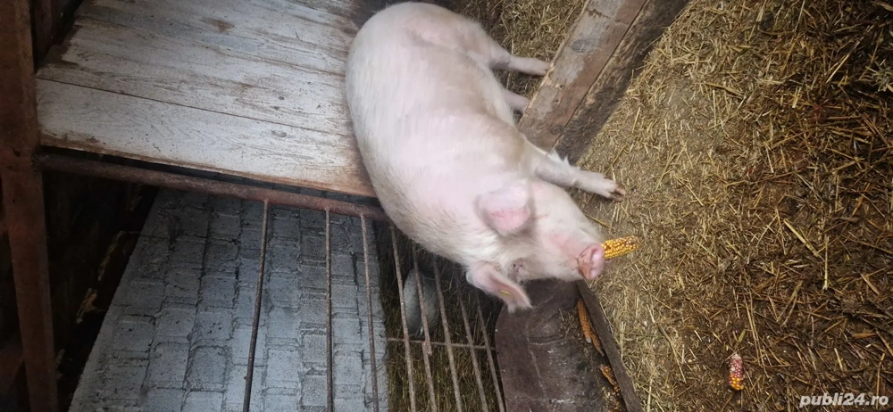 porc de vânzare 200 kg