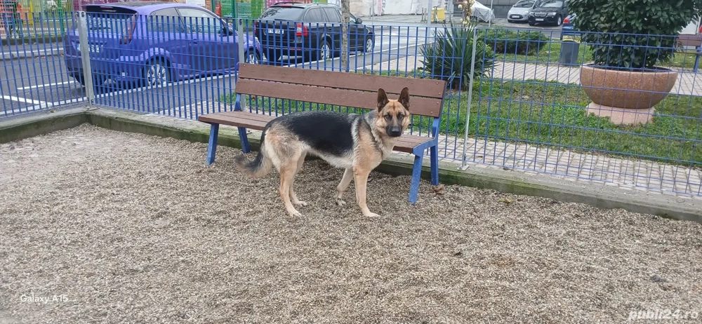 Donez ciobănesc german