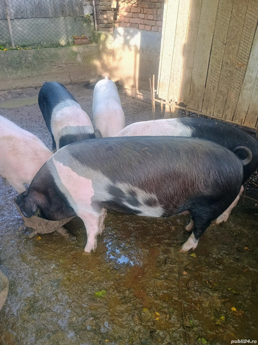 Vând un porc,primul din imagine