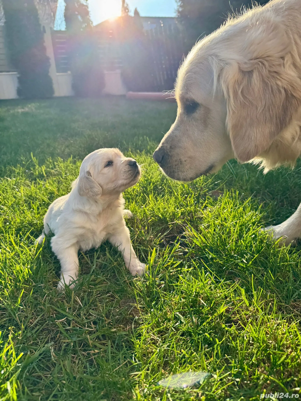 Vand pui de golden retreiver in cluj-napoca
