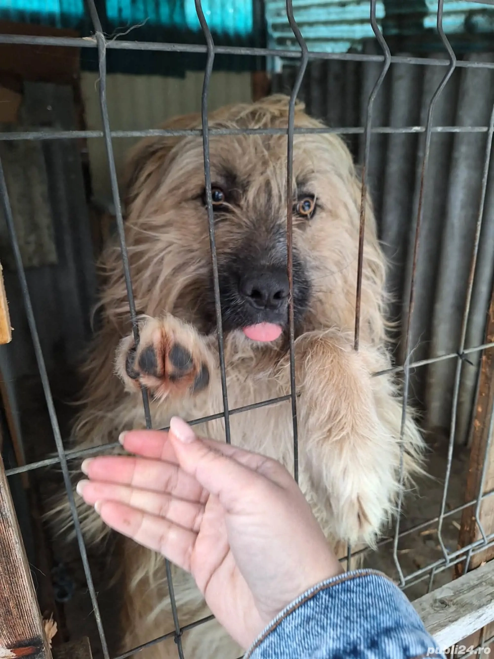 Donez caine ciobanesc