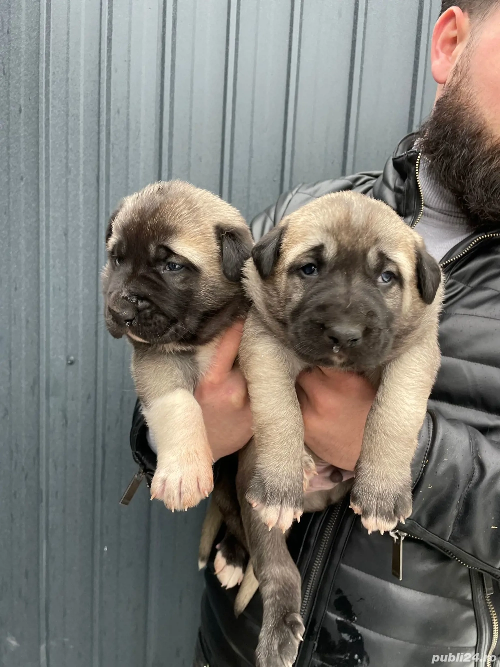 Vând 2 perechi de cățeii Kangalii,cățeii provin dintr-o linie foarte buna de cainii. detail