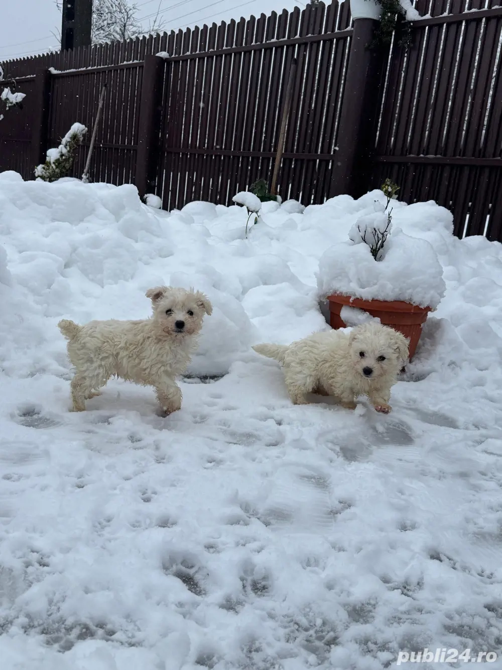 bichon maltez mini toy