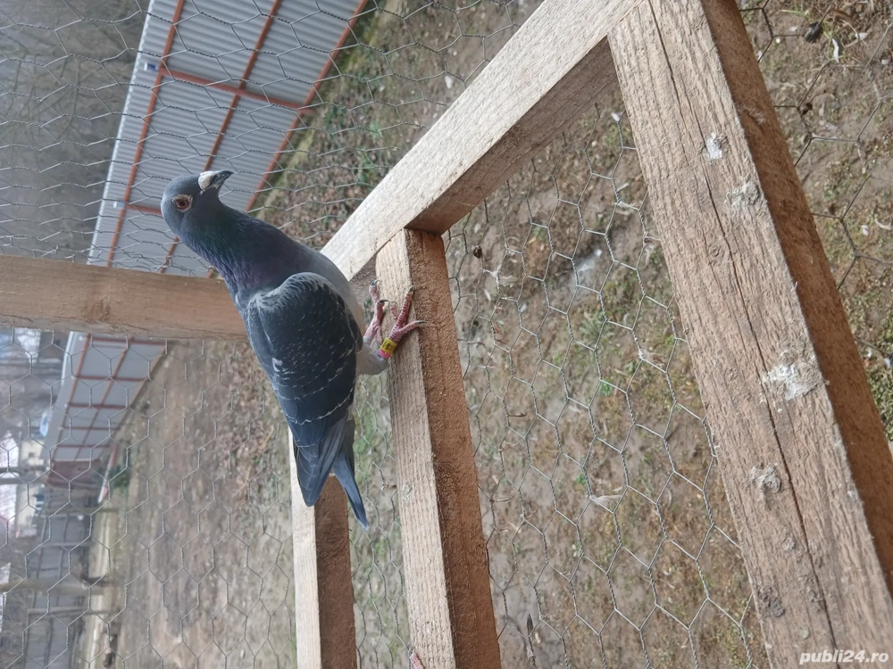 Vând porumbei voiajori 