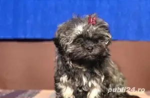 Puiuți Maltipoo disponibili imediat 