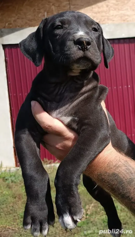 Femelă presa Canario neagră 