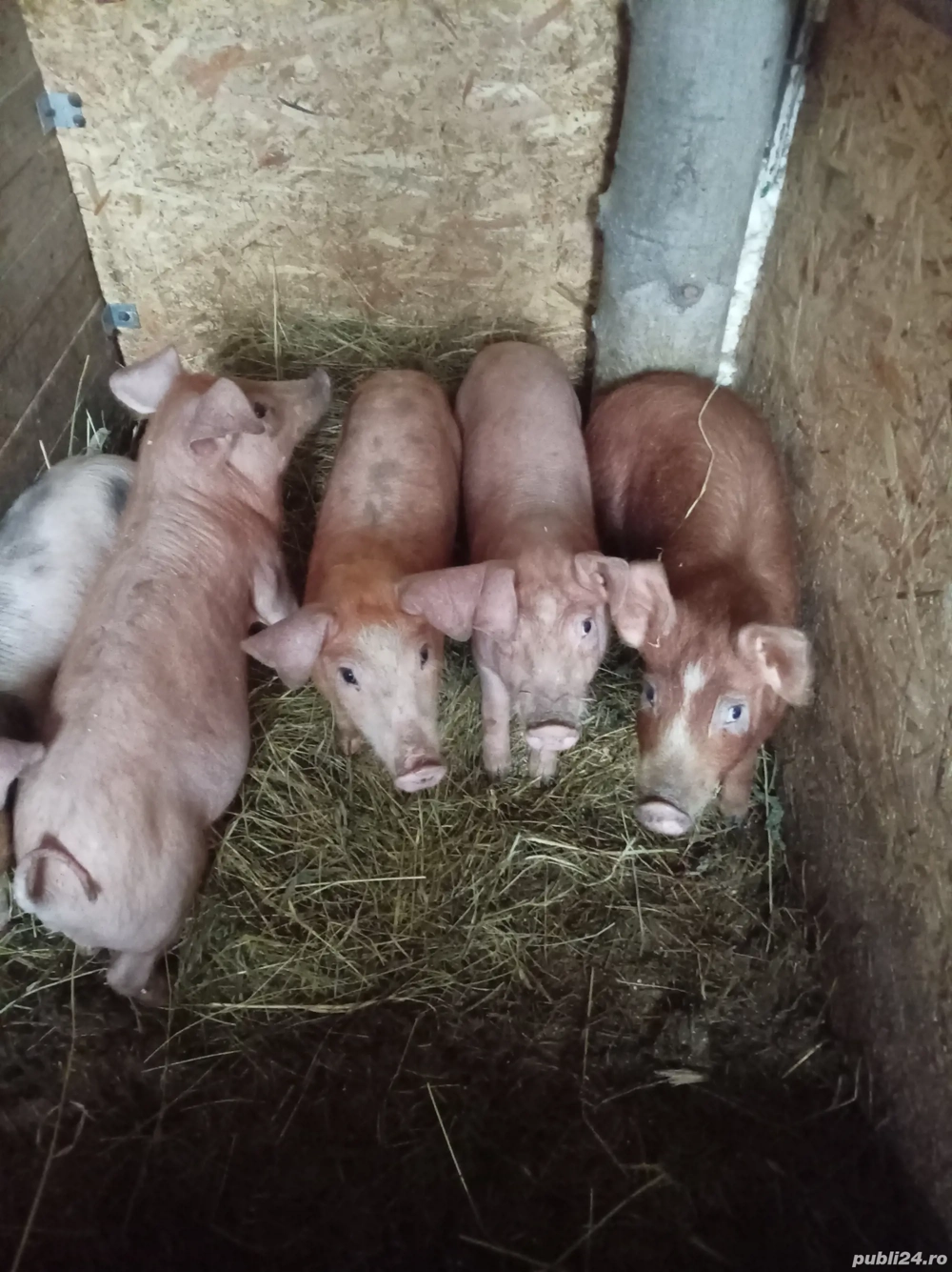 Vand purcei mai am două perechii 10luni mânca orce 