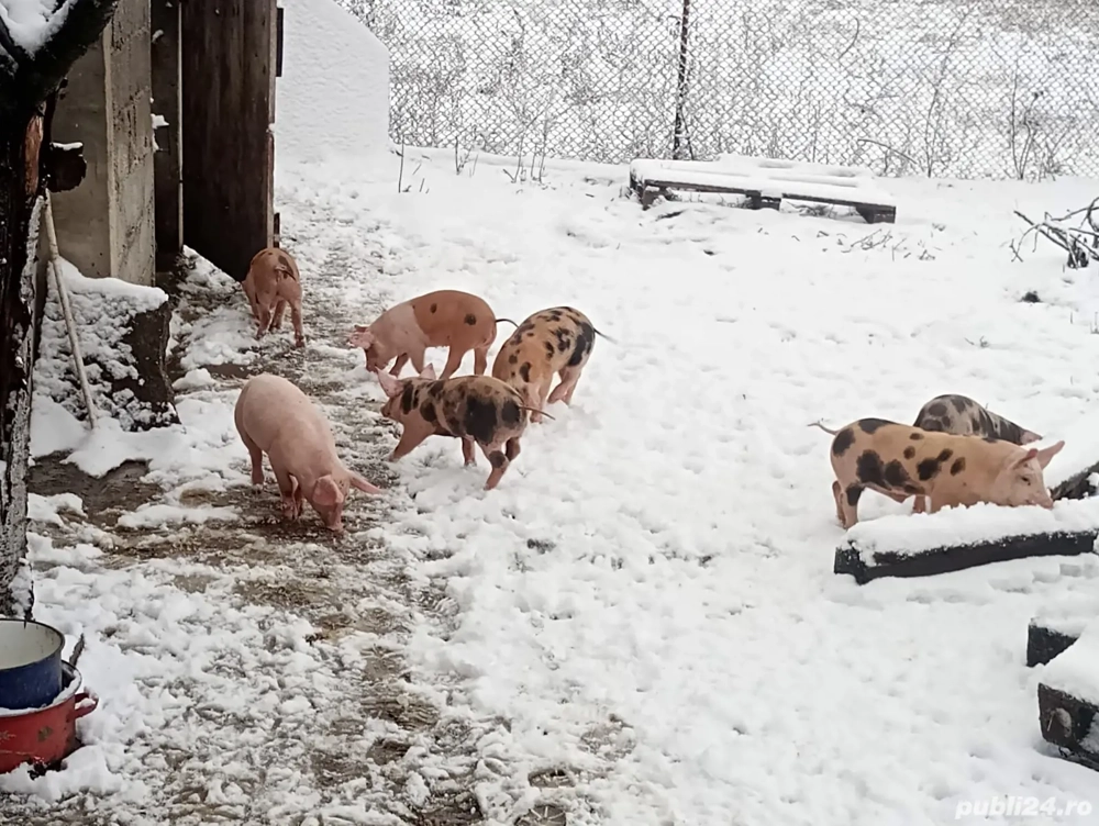 vând purcei 6 săptămâna detalii la telefon