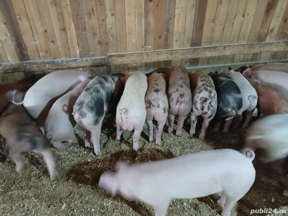 purcei de vanzare 