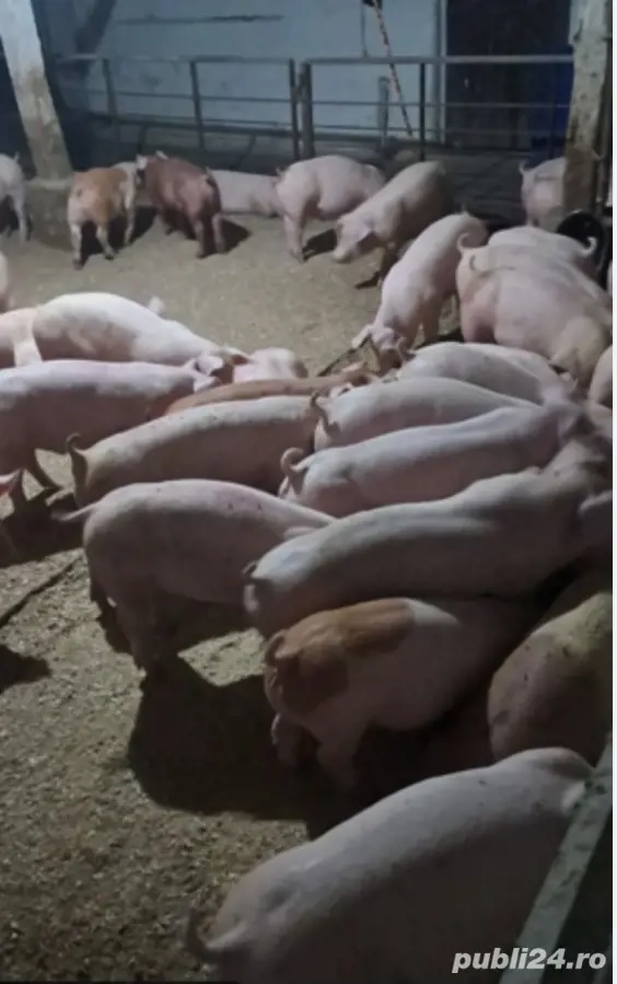 purcei de vânzare 