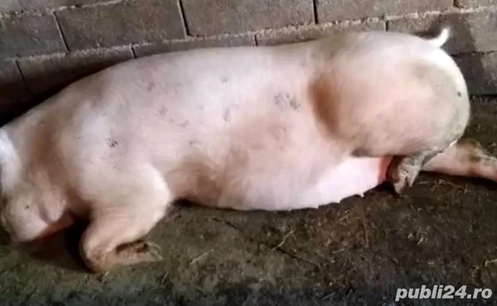 Vând scroafă gestantă 