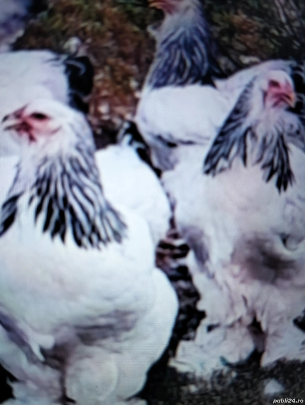 Vind puicuțe Herman deschis foarte frumoase 