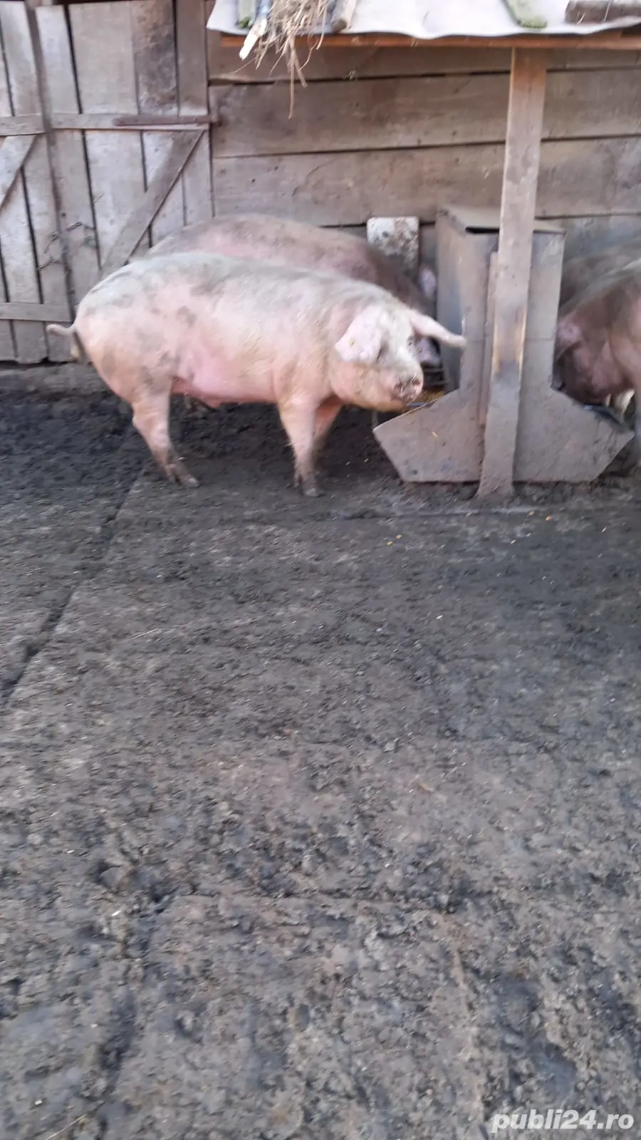 Vând sau schimb cu oi