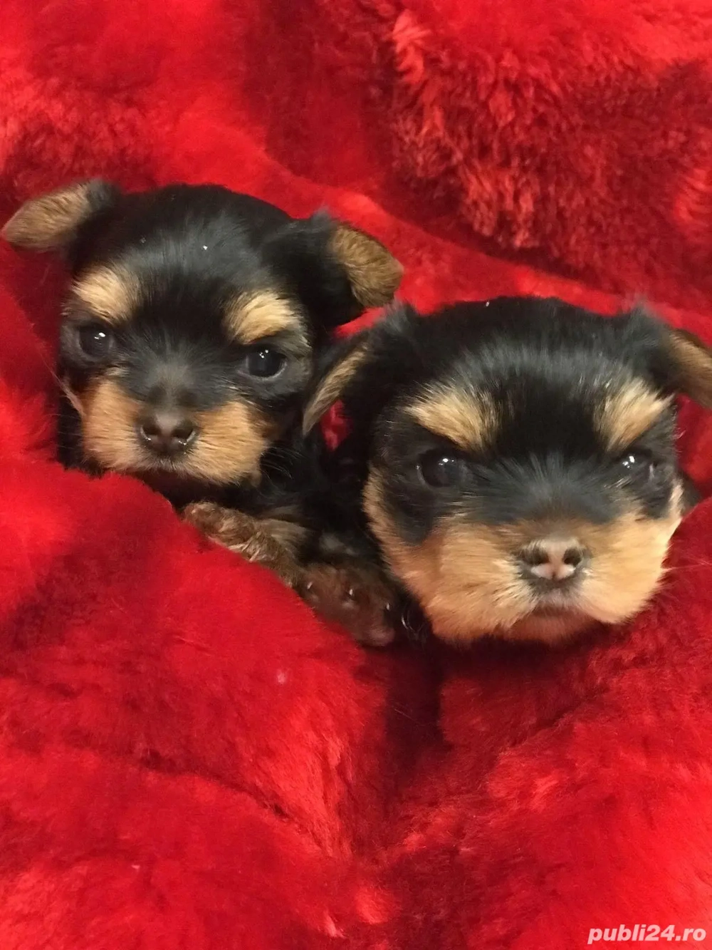 Yorkshire terrier Toy 