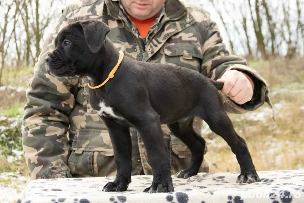 Cane Corso 2 luni 