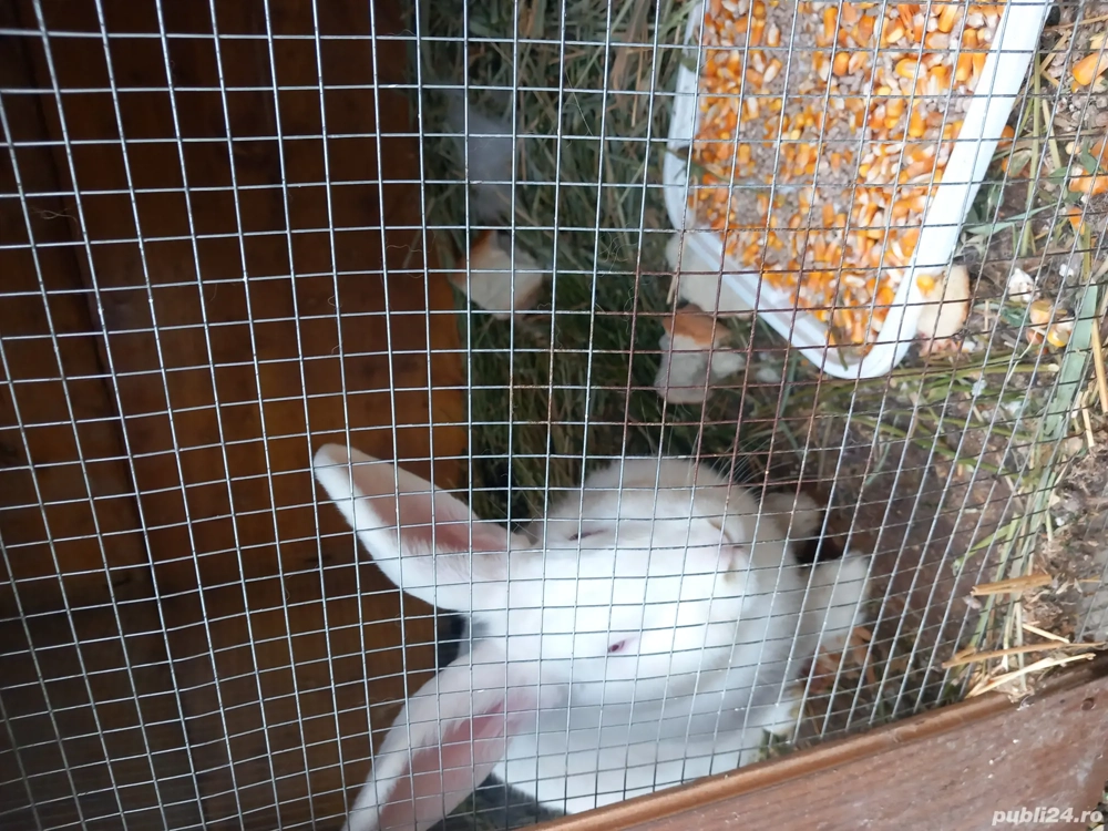 Iepuri albi și negri!