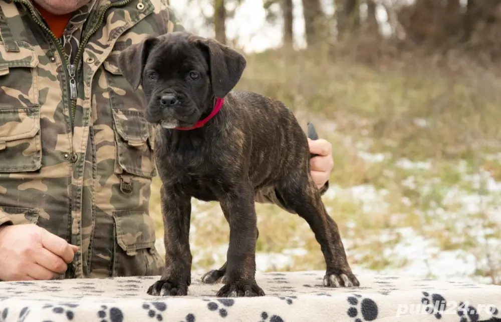 Cane Corso Femela 2 luni