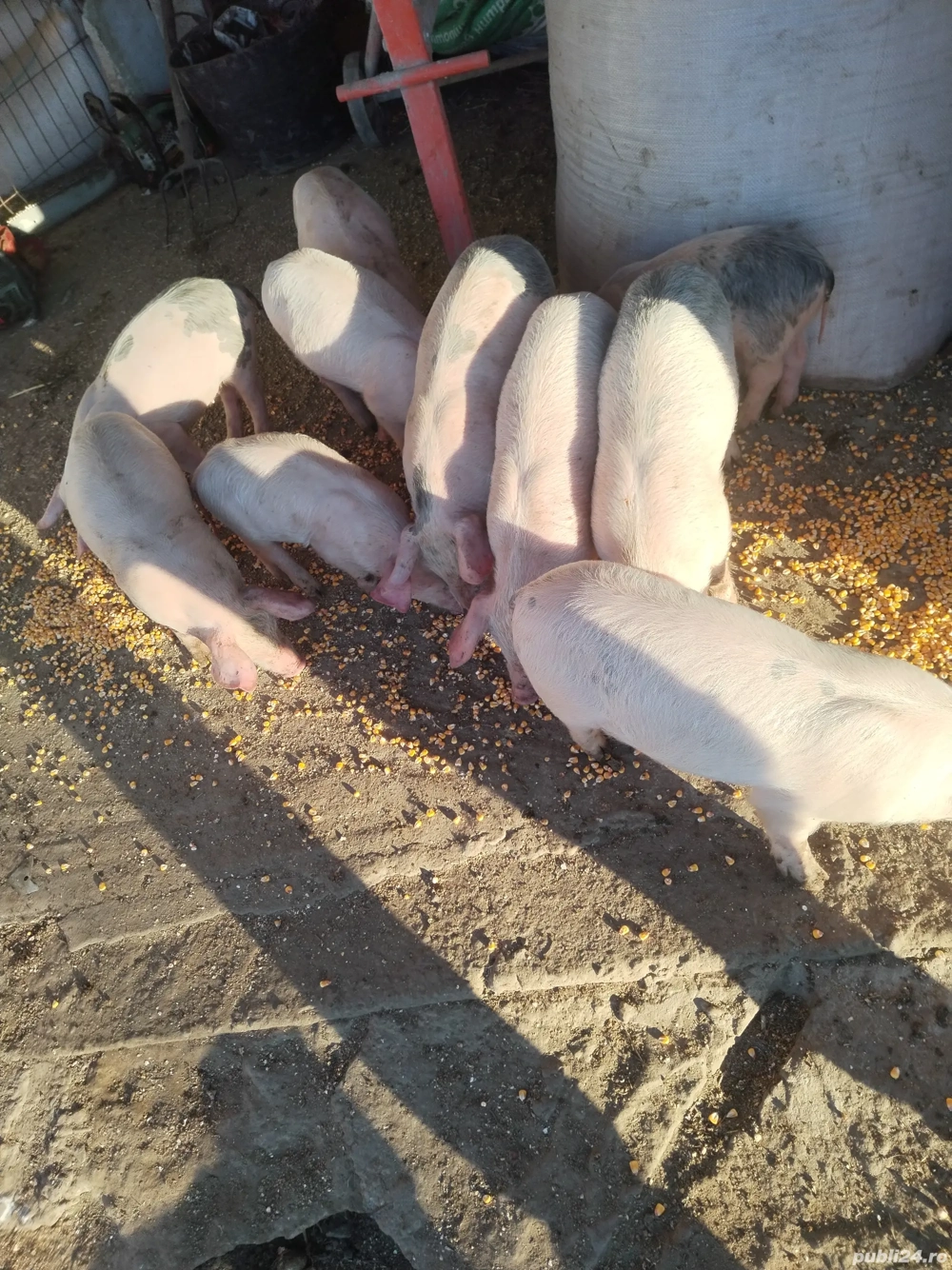 Vând 10 purcei 5si 5 de 2luni landras mănâncă porumb mazăre tărâțe urluiala 