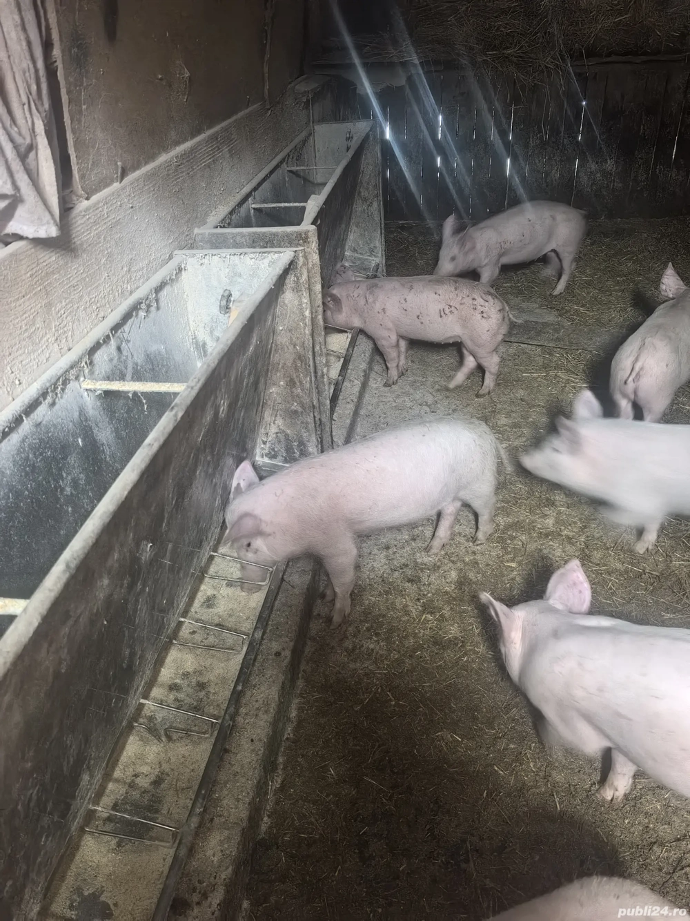 Purcei rasa de carne 350  buc