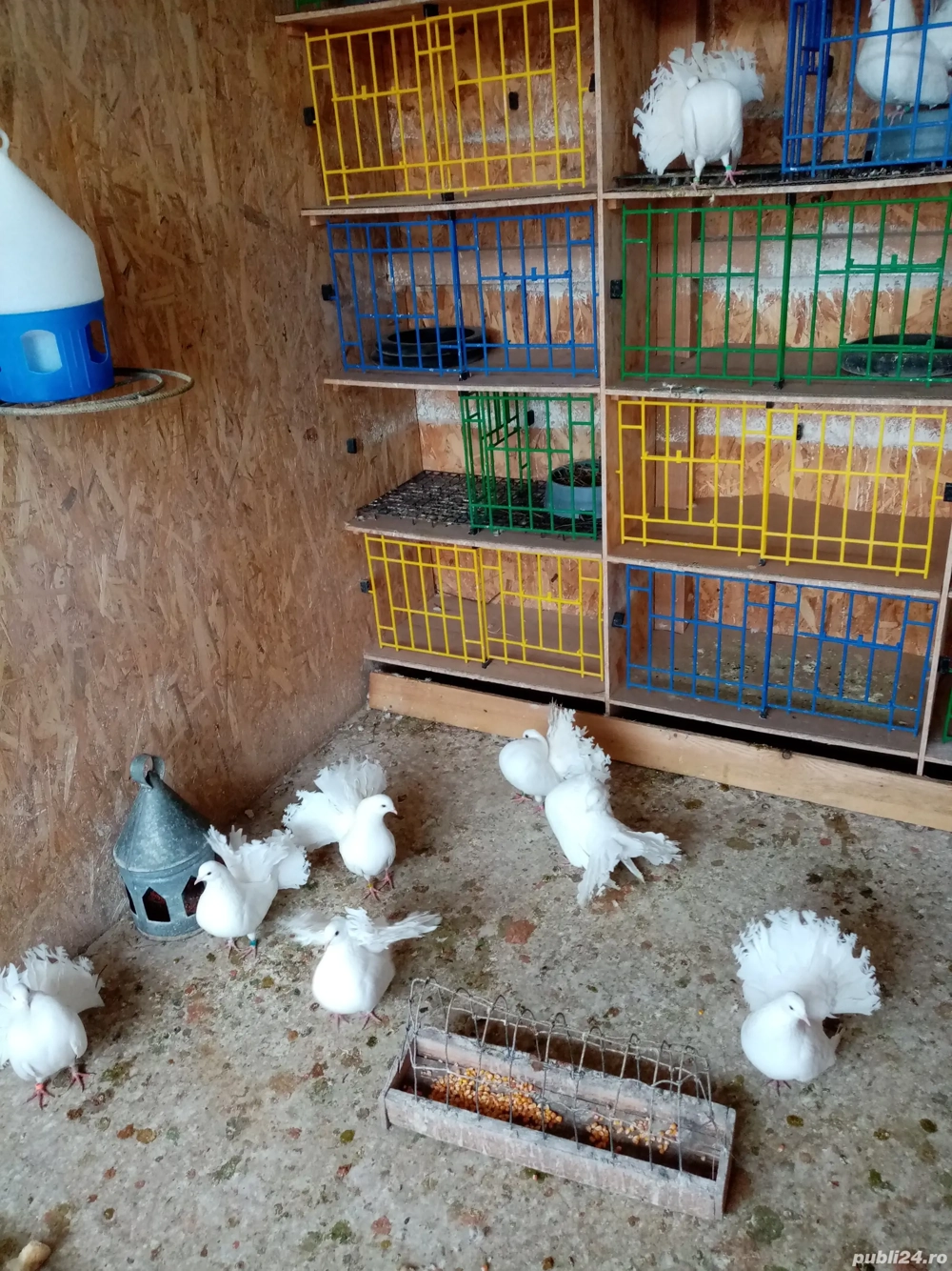 porumbei rotari albi