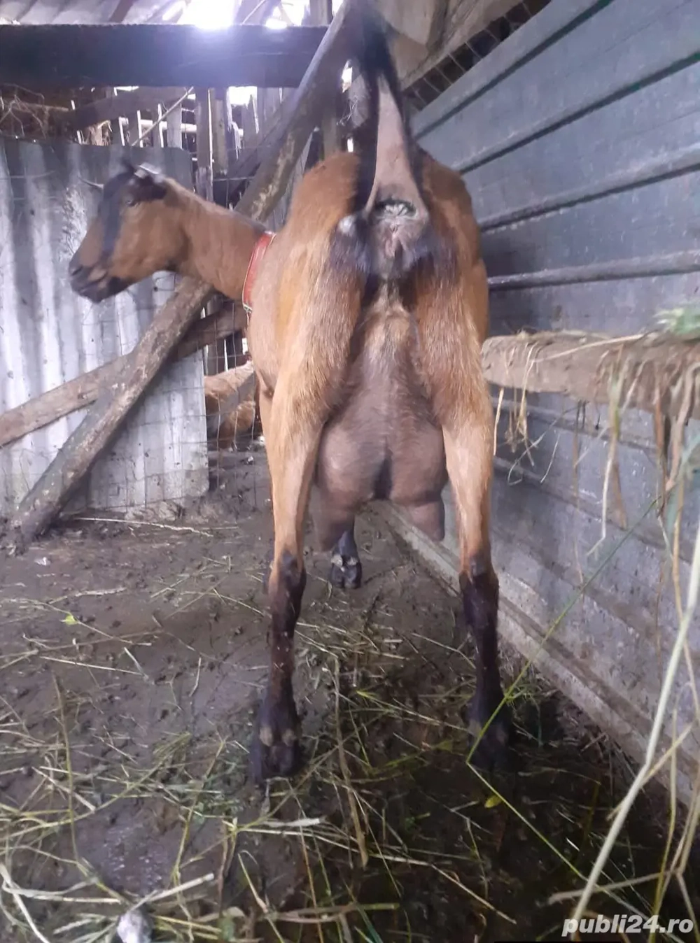 vand două capre alpine.