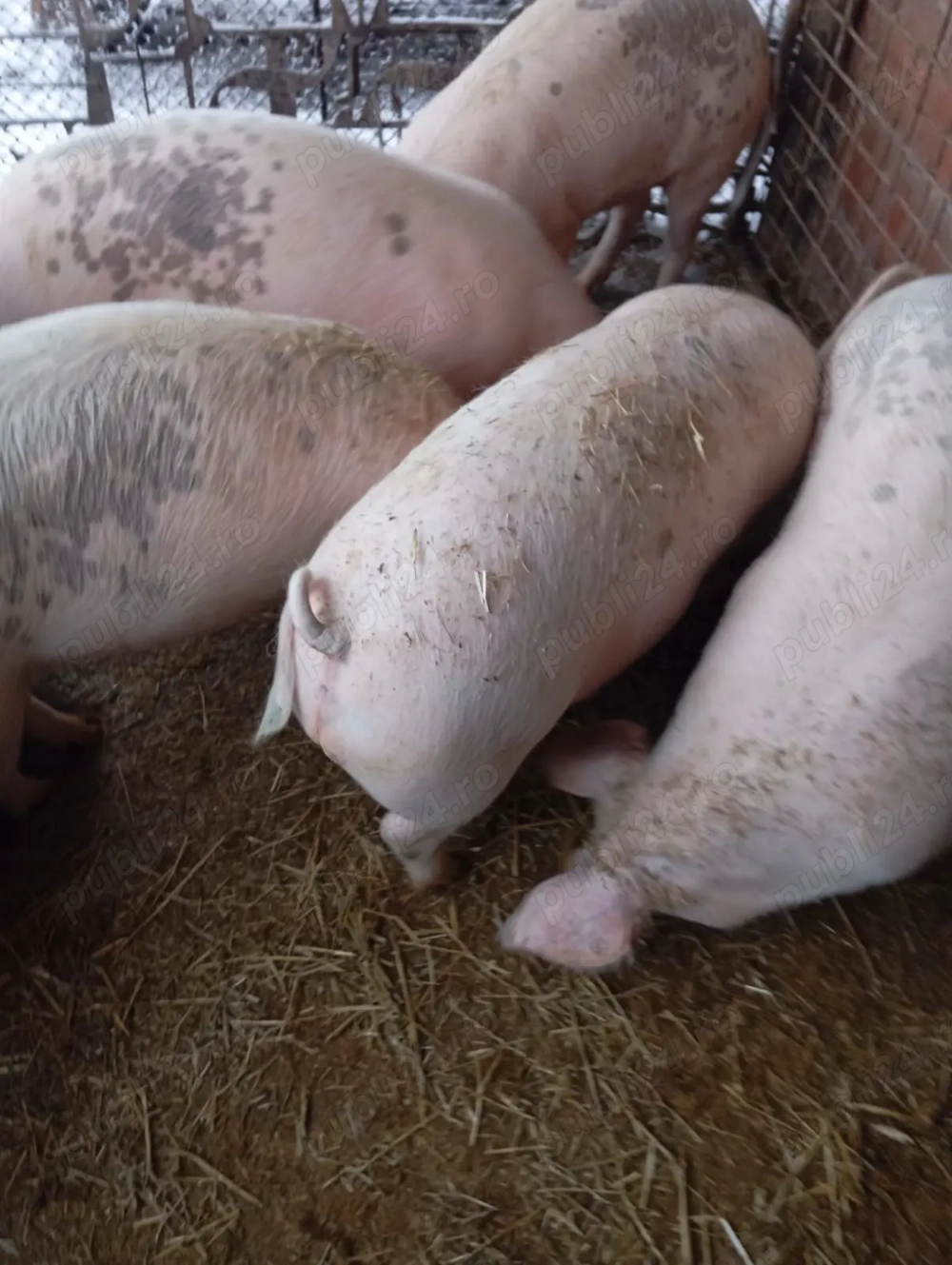 Vând 4 porci pentru carne, greutate 90 - 100 kg   bucată.