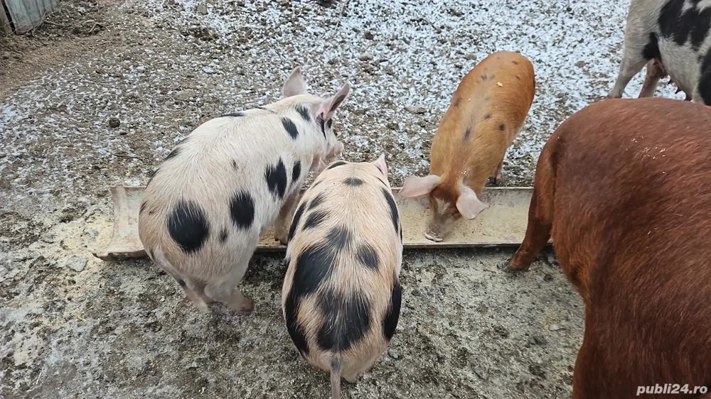Purcei de vanzare 
