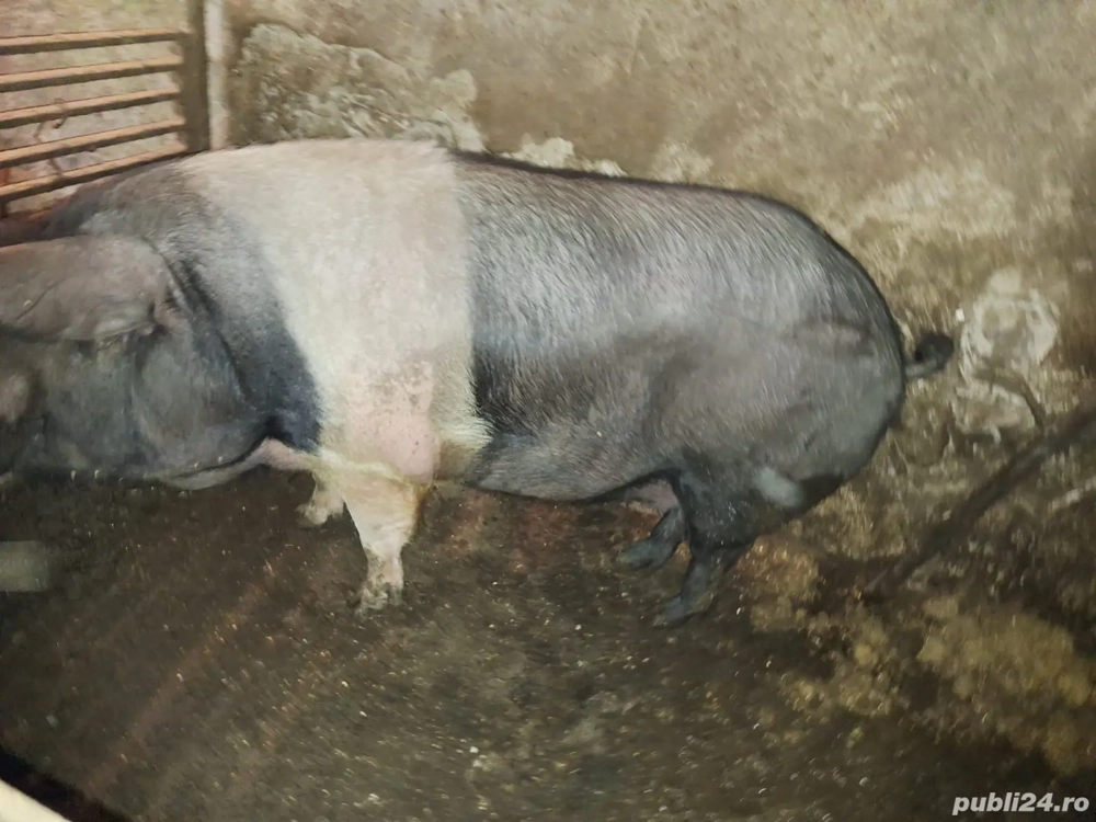 Când porch grass crescuti bio