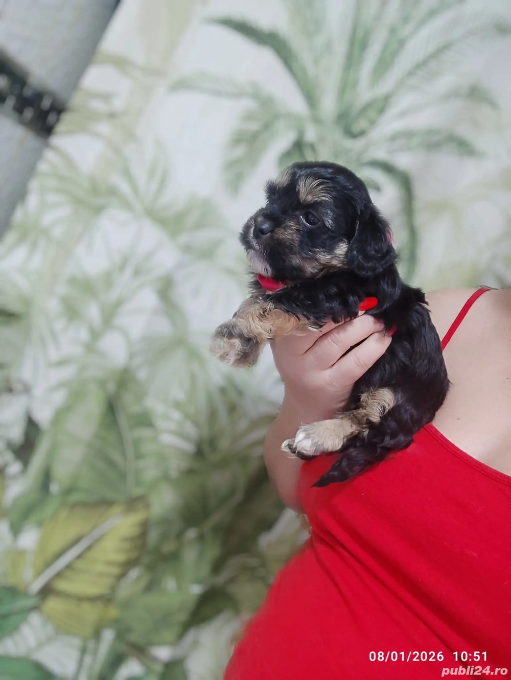 Bichon Havanez tale mică 