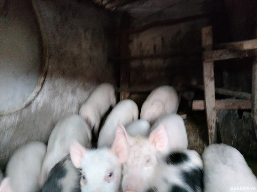 Șoldani de vânzare 