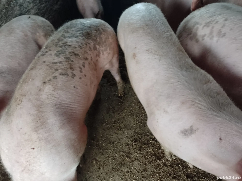 Porci de ras  marele alb de vinzare sau schimb cereale de la 40 pina la 400 kg ,nr tel  