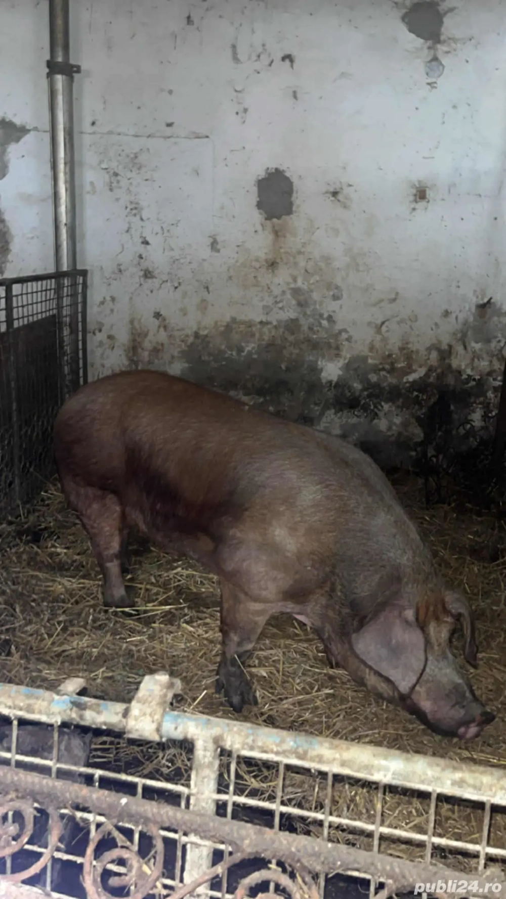 Vand sau schimb vier