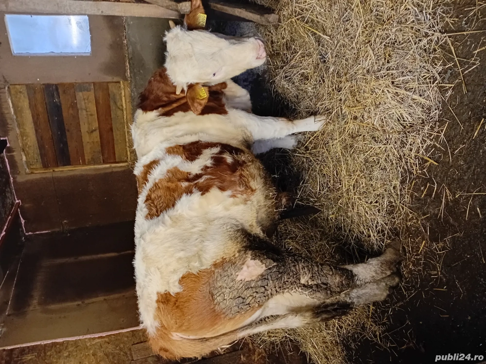 vand vitel baltat metis  de 7 luni