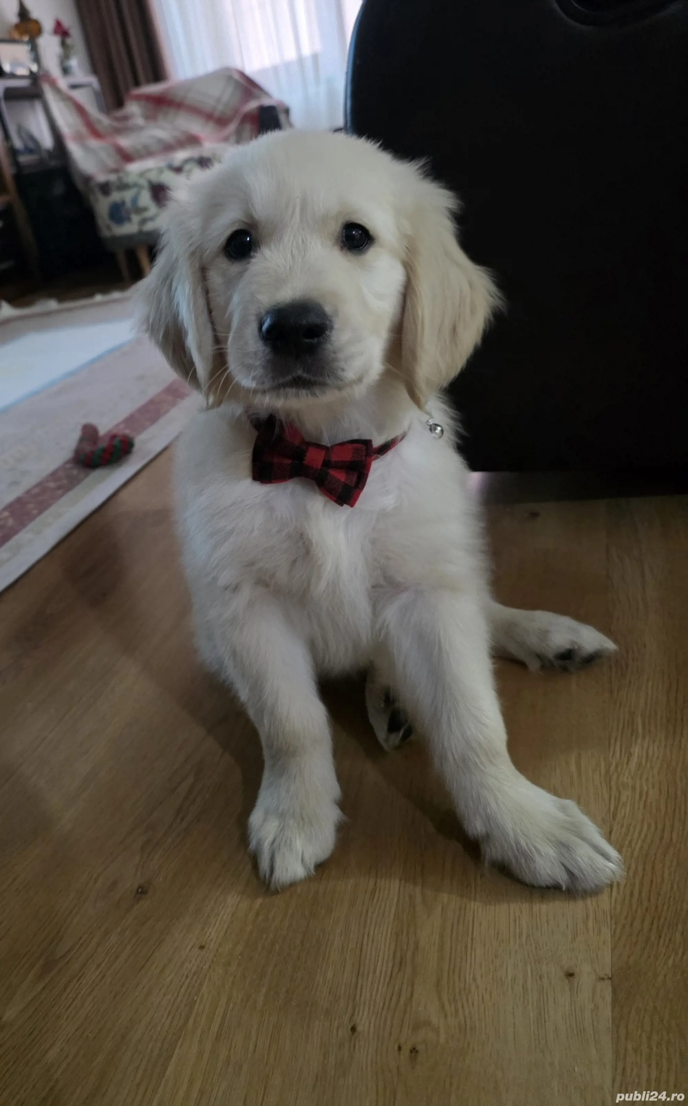 Golden retriever pui